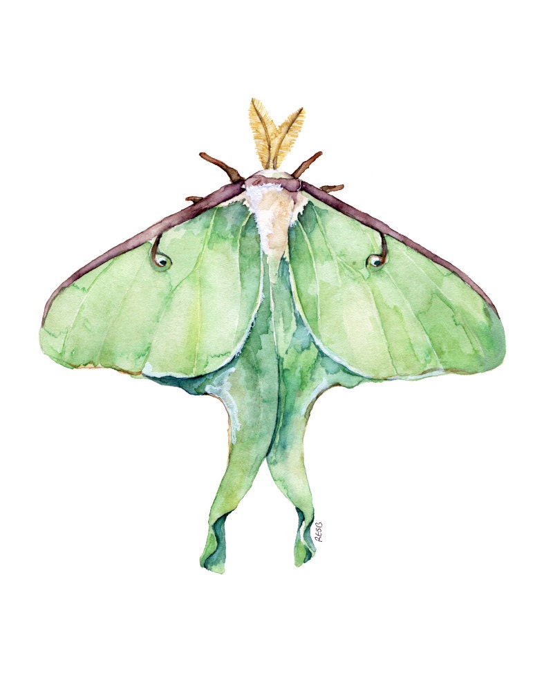 Luna Moth Print 5X7 In 2021 Moth Tattoo Design Luna Moth Tattoo Moth Artwork