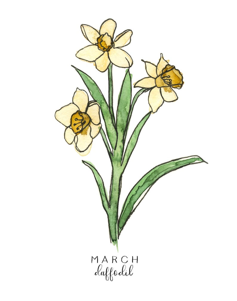 March Birth Flower Drawing Chartdevelopment