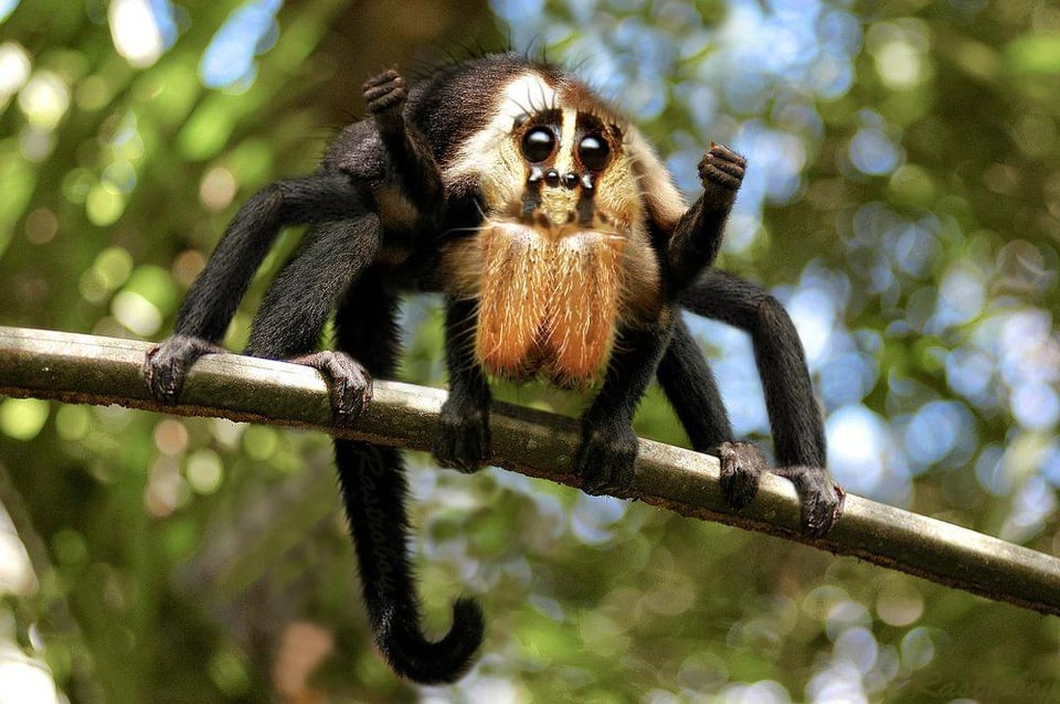 Mighty Fighting Spider Monkey R Hybridanimals