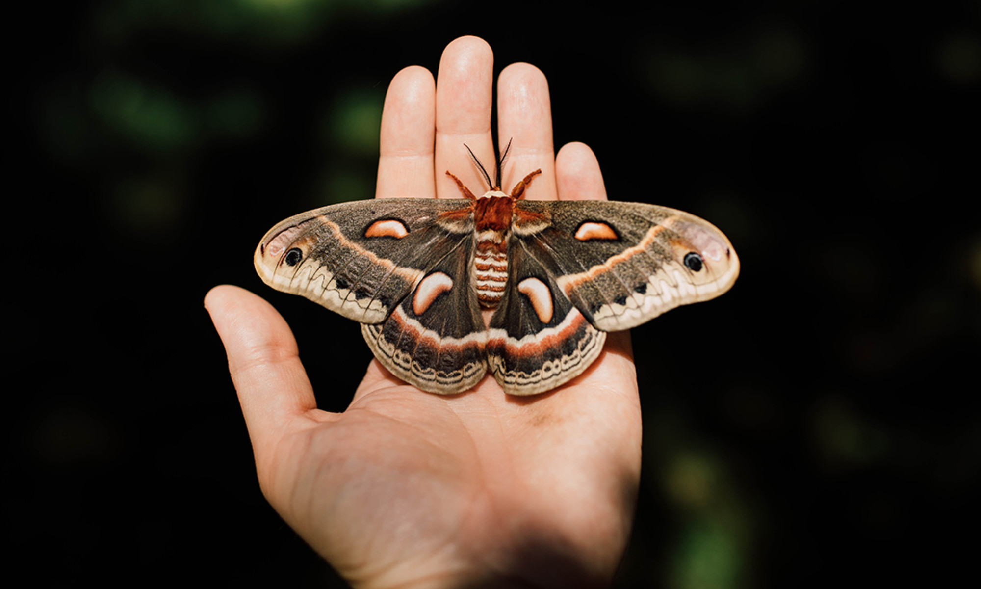 Moth Tattoo Meaning 7 Symbolism And Interpretations