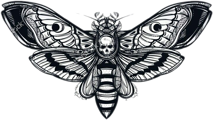 Moth Tattoo Png Picture Moth Butterfly Tattoo Painting Style With