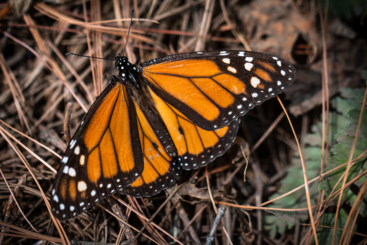 On Instagram Half Floral Monarch Butterfly For Karly