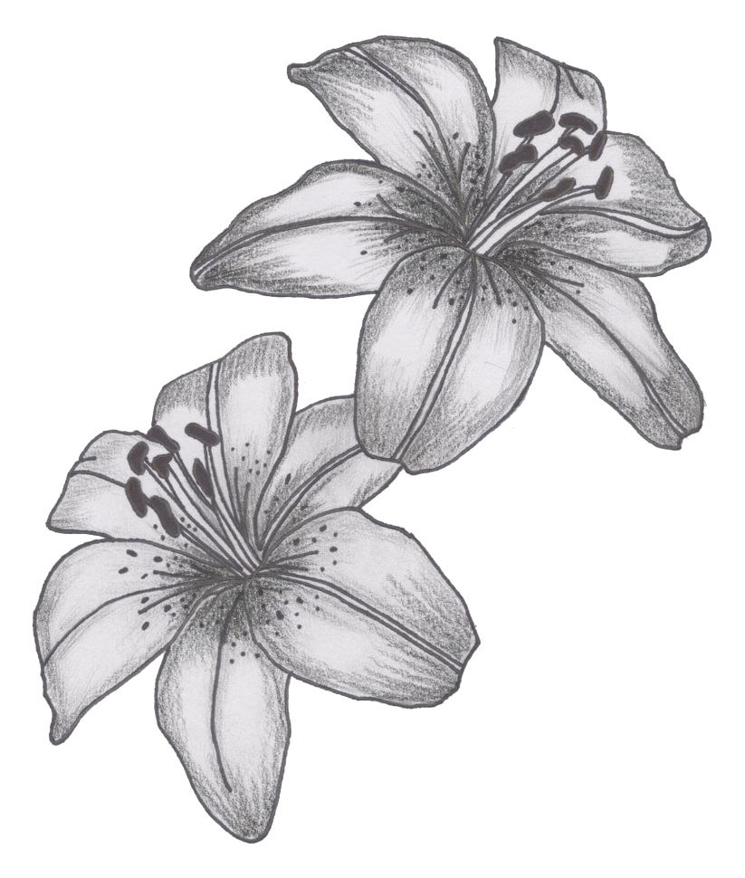 Stunning Lily Tattoo Designs You'll Love