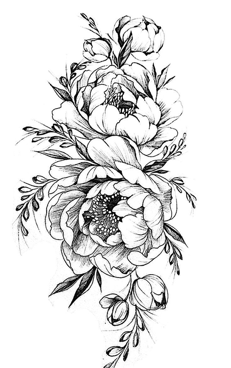 Peony Outline Drawing