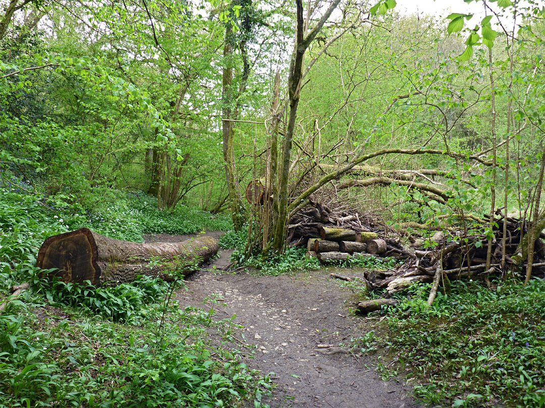 Photographs Of Lower Woods Nature Reserve Gloucestershire England