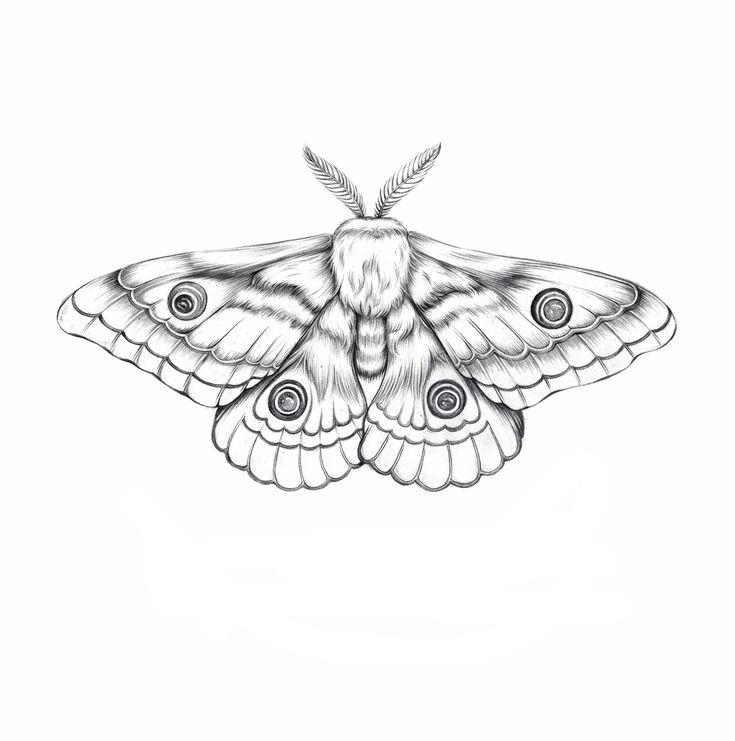 Pin By Martina Wentworth On Body Mods In 2020 Moth Tattoo Moth Drawing Tattoos