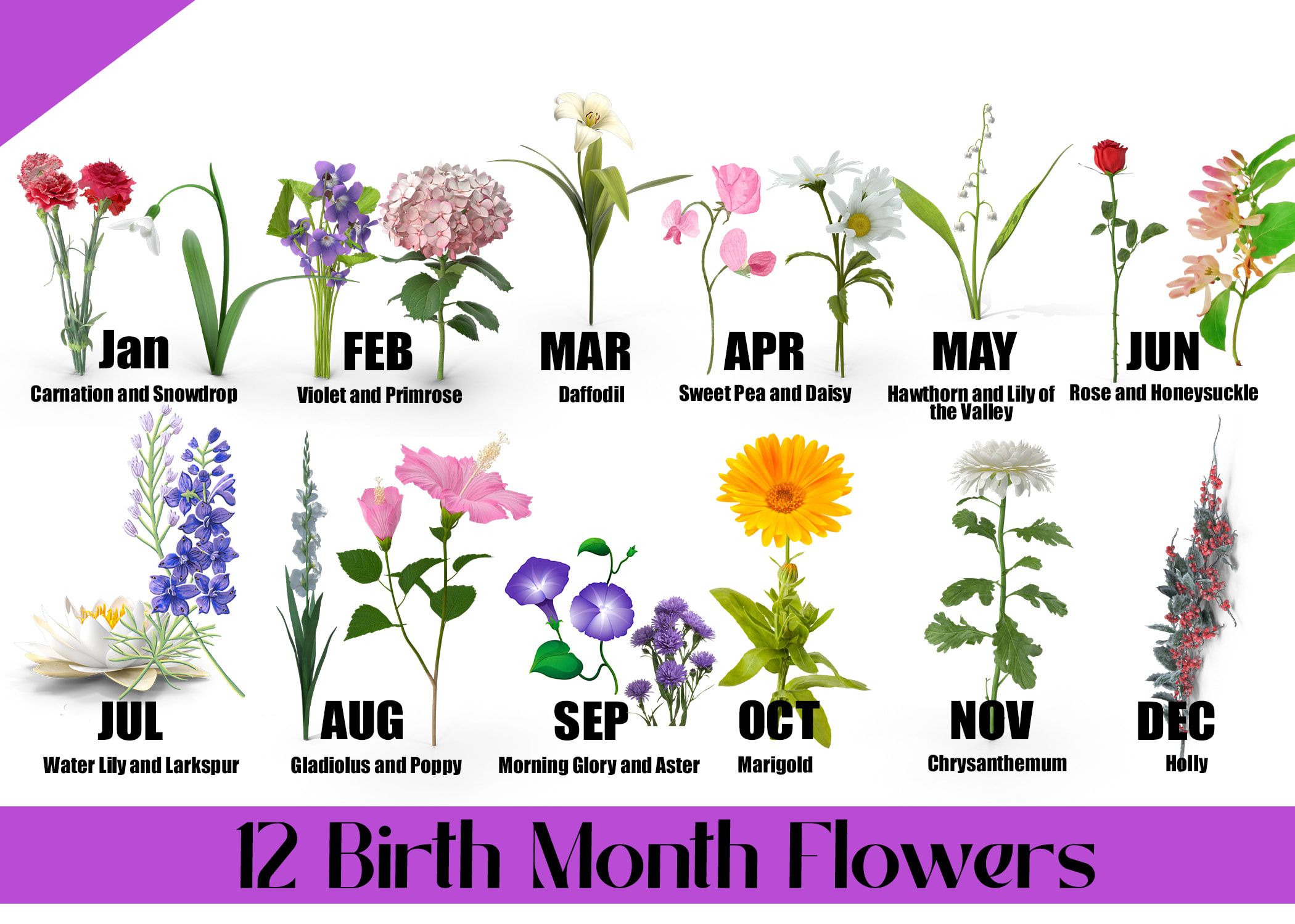 Pin By Nadine Maley On Plants And Flowers Birth Flowers Birth Flower