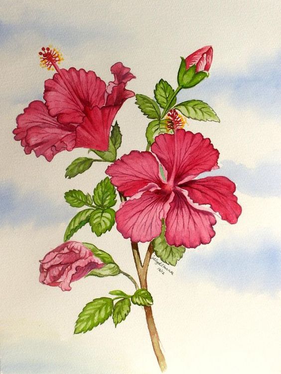 Pin By Poonam Jha On Water Color Hawaiian Flower Drawing Flower