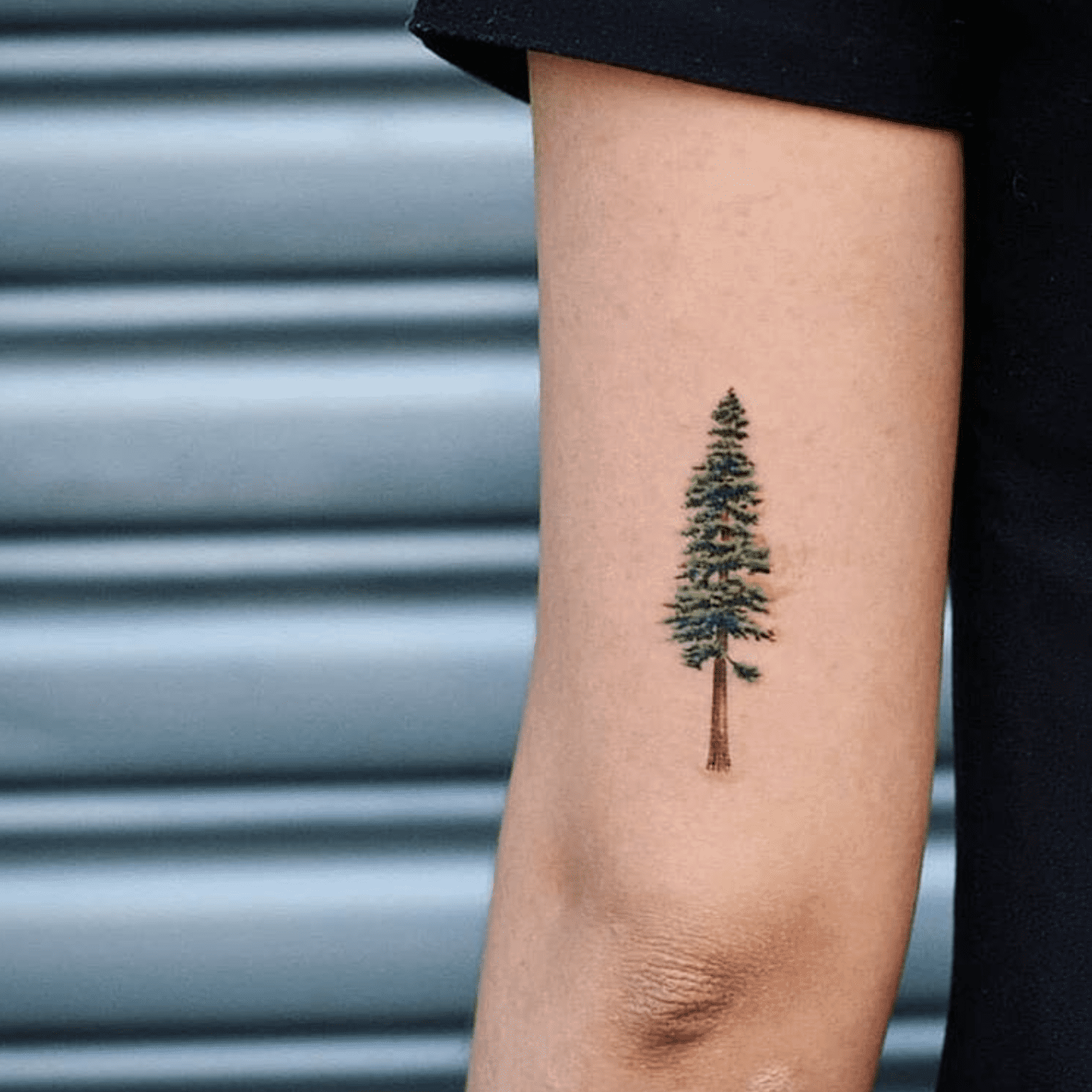 Pine Tree Tattoo Small Cathern Leach