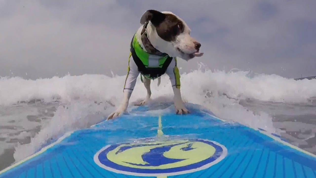 Pitbull Shows Off Impressive Surfing Moves Youtube