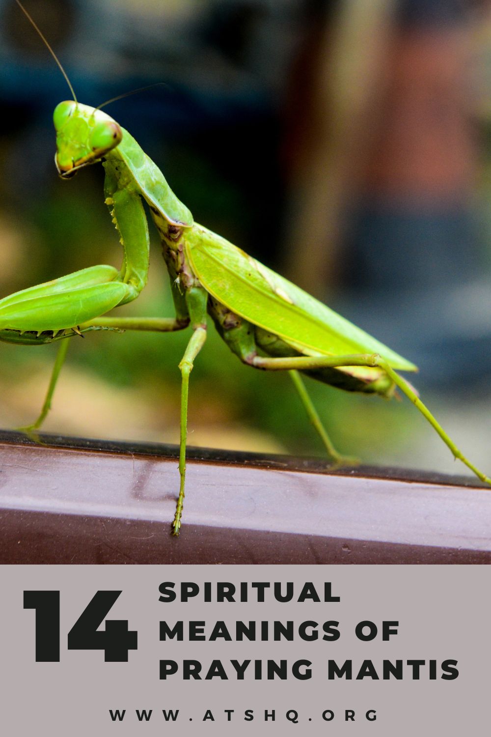 Praying Mantis Tattoo Meaning And Symbolism Tatticle