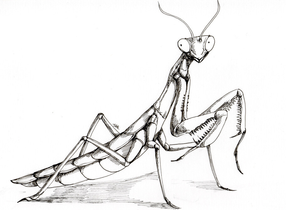 Praying Mantis Tattoos And Praying Mantis Drawings Sketches And Ideas