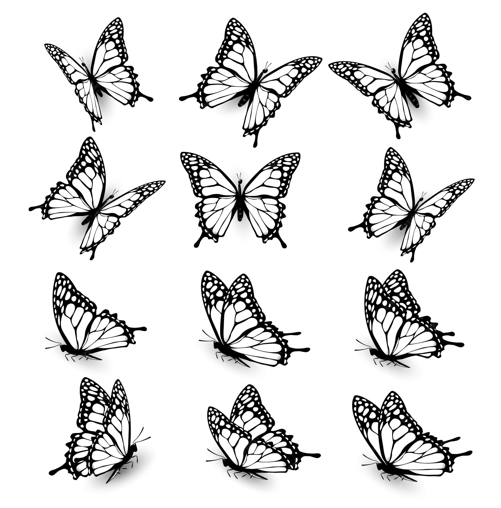 Premium Vector Collection Of Butterflies Flying In Different