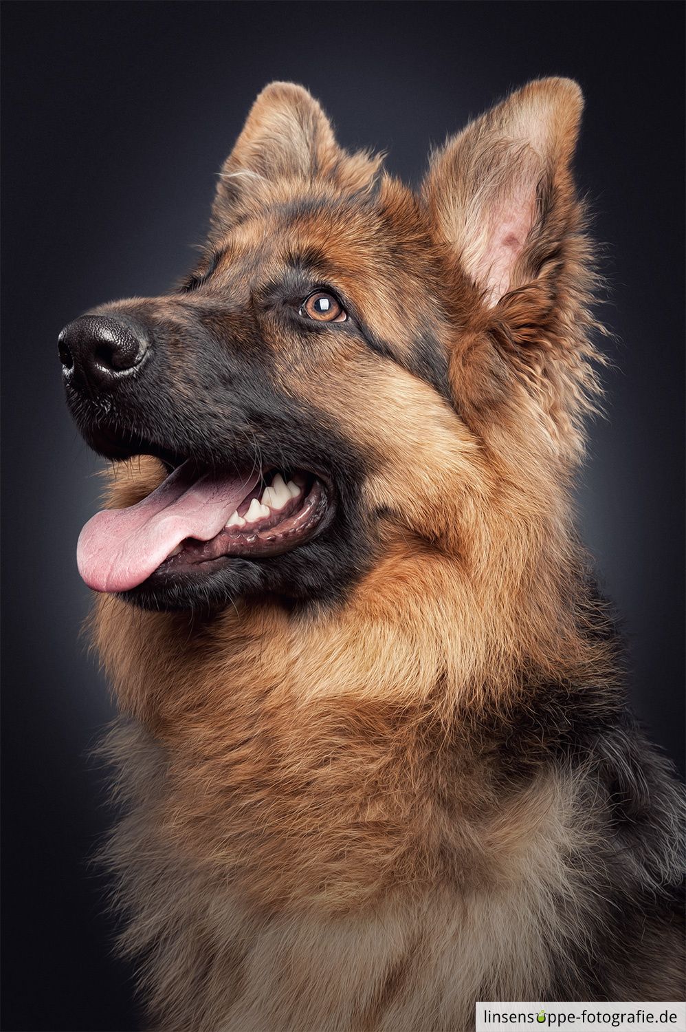 Profile Portrait Of German Shepherd Dog Hi Res Stock Photography And