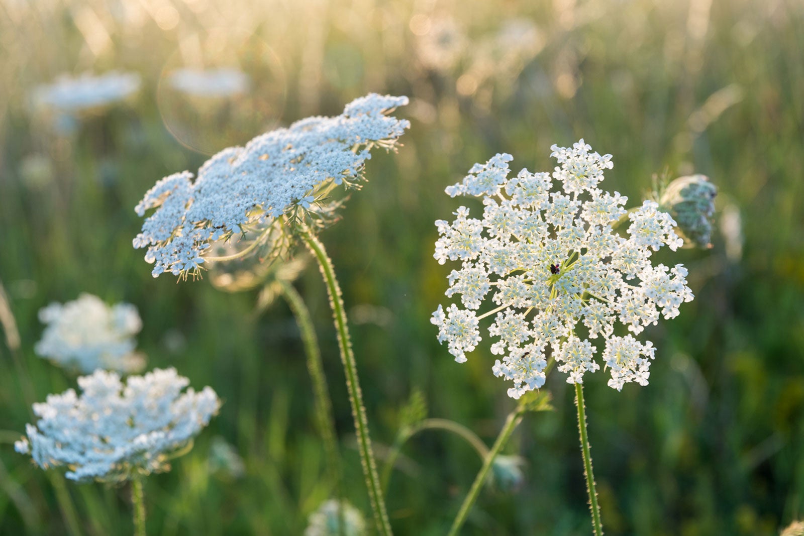 Queen Anne S Lace Tattoo Google Search Lace Tattoo Lace Flower