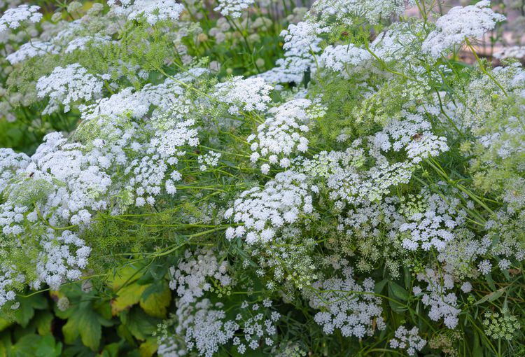 Queen Annes Lace Tattoo Meaning