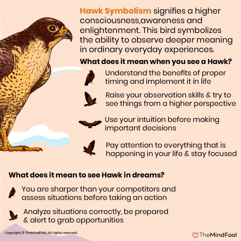 Red Tail Hawk Spiritual Meaning And Symbolism