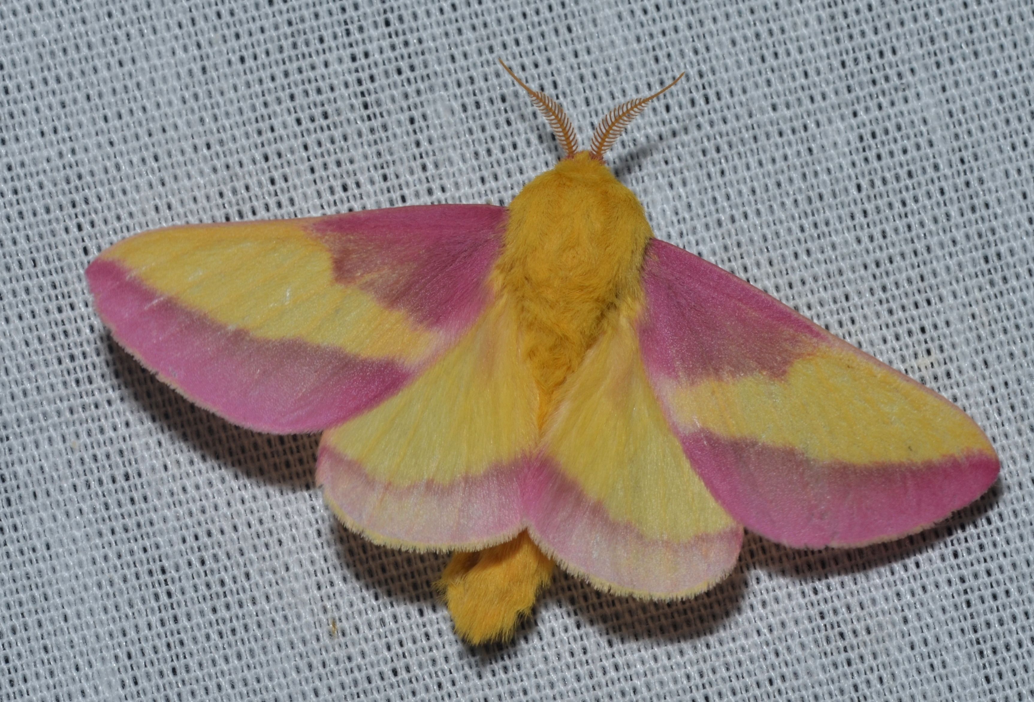 Rosy Maple Moth Unique Tattoos Cute Tattoos Tattoos And Piercings