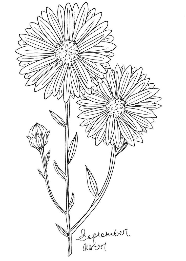 September Birth Flower Drawing: Simple Guide