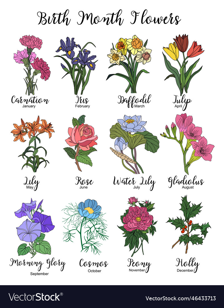 Set Of Birth Month Flowers Colorful Line Art Vector Illustrations