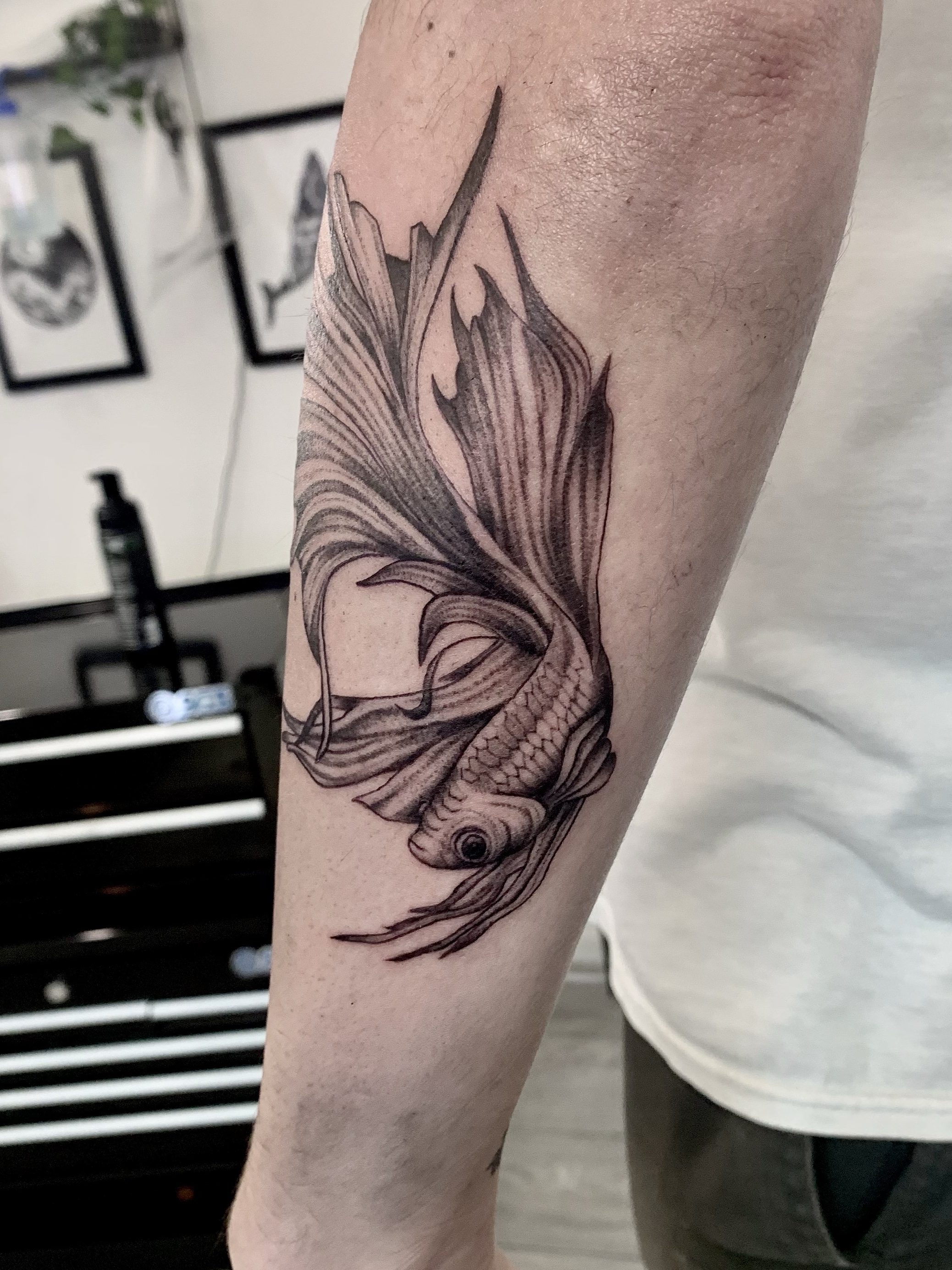 Siamese Fighting Fish Betta Fish Tattoo Love For Tattoo Pinterest