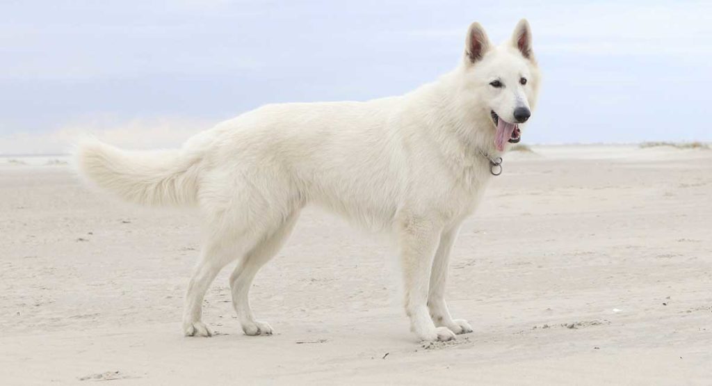 Side View Of A White German Shepherd Dog Stock Photo Image Of Canine