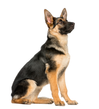 Side View On A Young German Shepherd Sitting Looking Up Stock Image