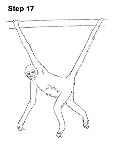 Spider Monkey Drawing At Paintingvalley Com Explore Collection Of