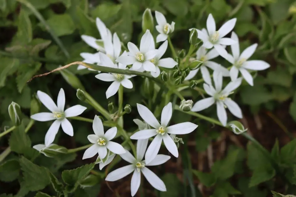 Star Of Bethlehem Flower Meaning Symbolism And Colors Flower Meanings