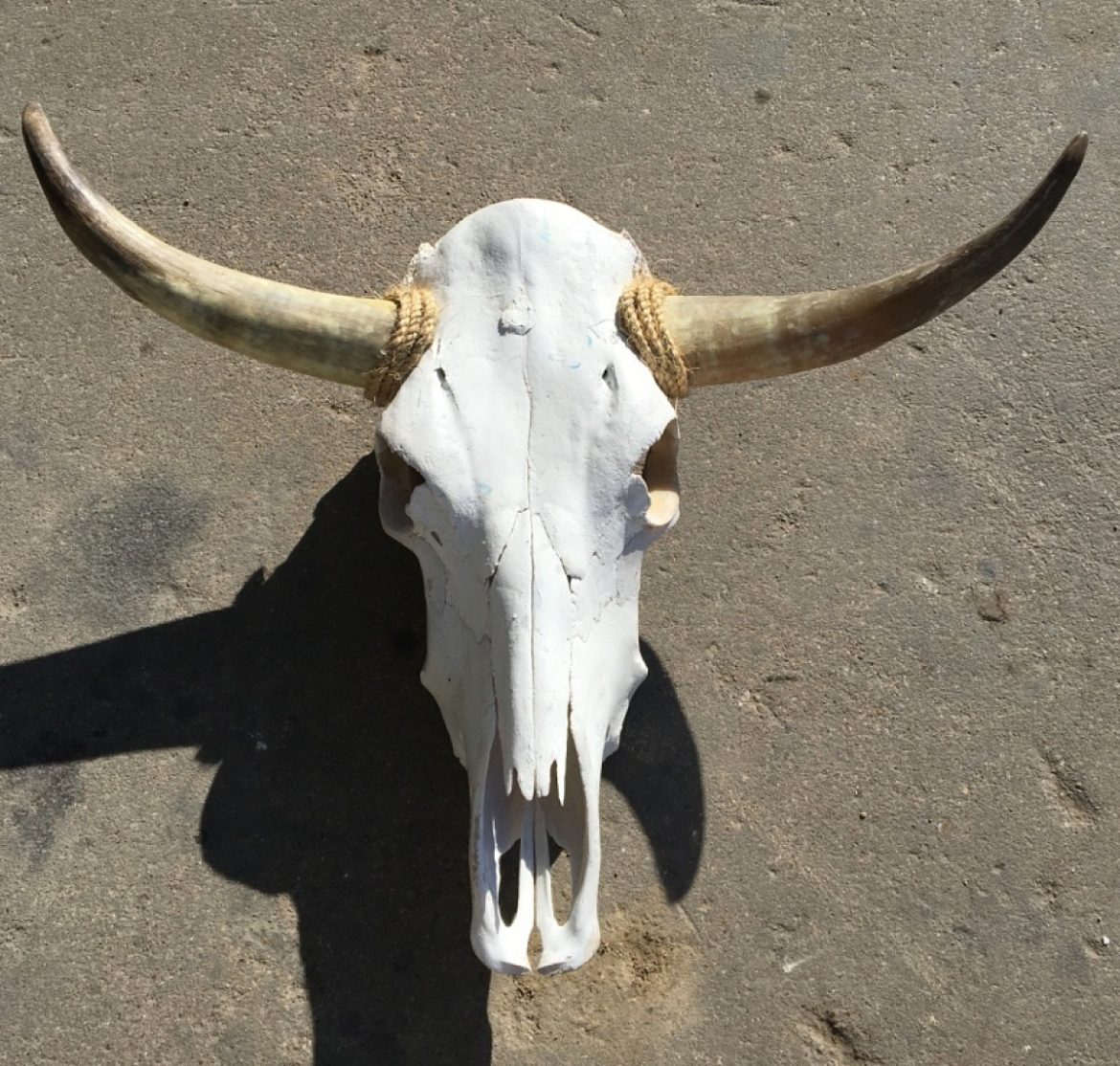 Texas Longhorn Skull Authentic 37 Texas Longhorn Skull Rare T