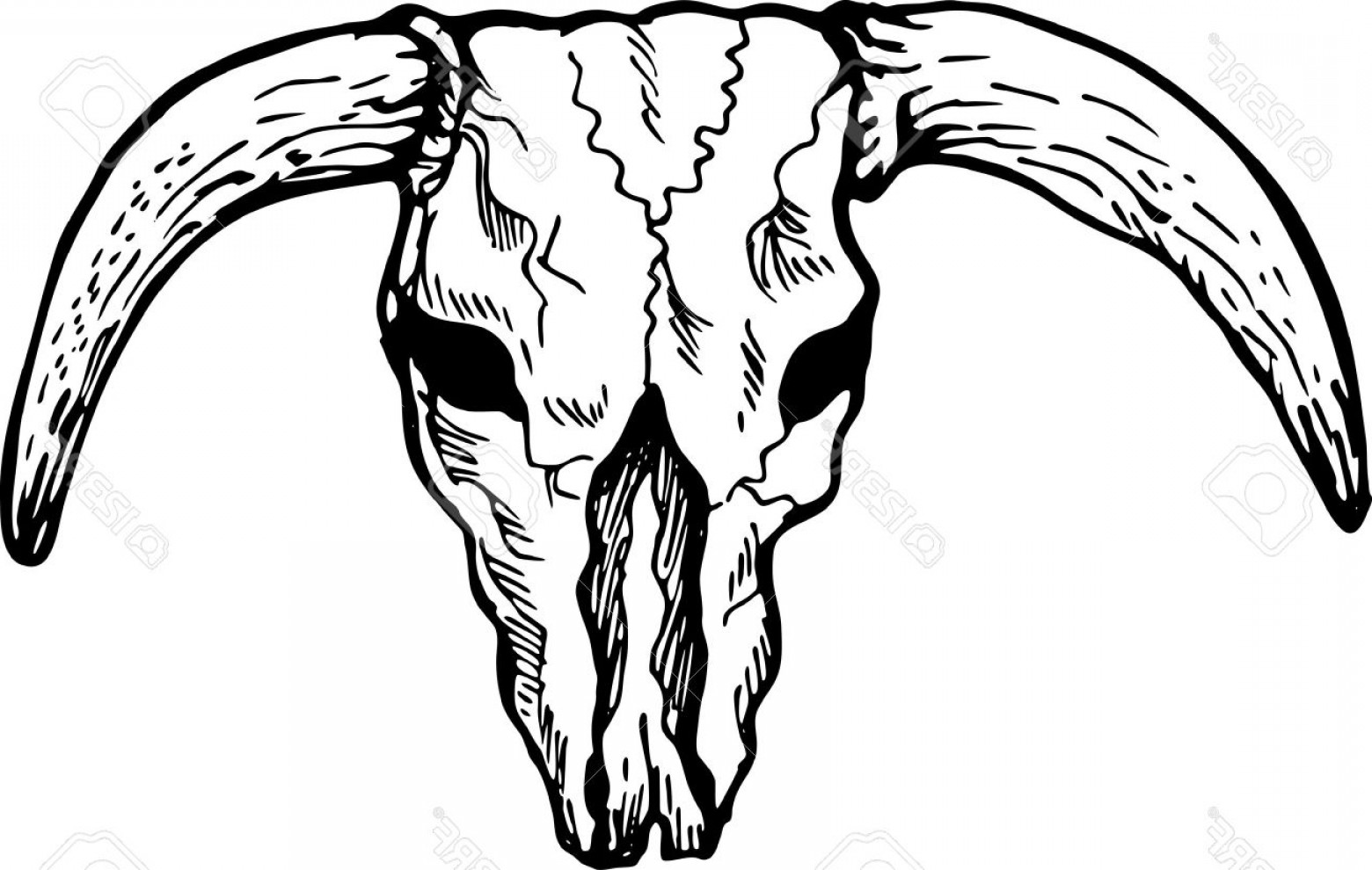 Texas Longhorn Skull Coloring Pages