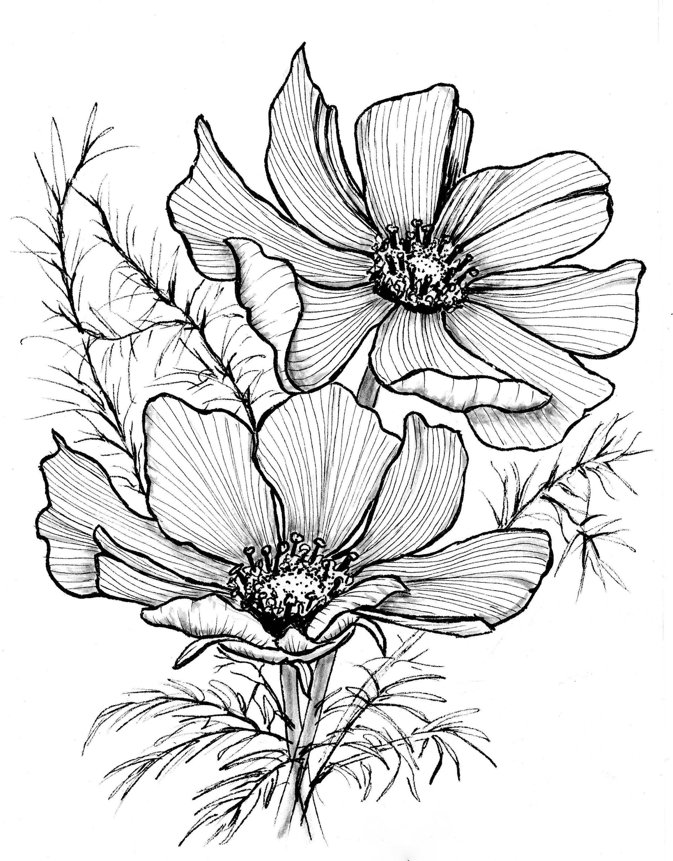 The Flowers And Their Names Are Drawn In Black Ink