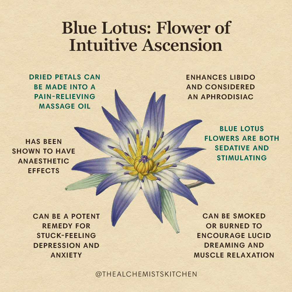 The Psychoactive Blue Lotus Flower Nymphaea Caerulea Is Also Called