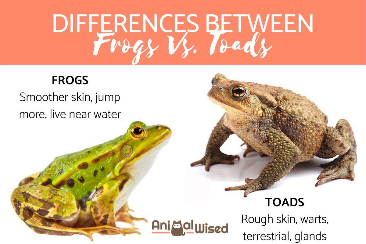 Toad Vs Frog What Makes Them Different