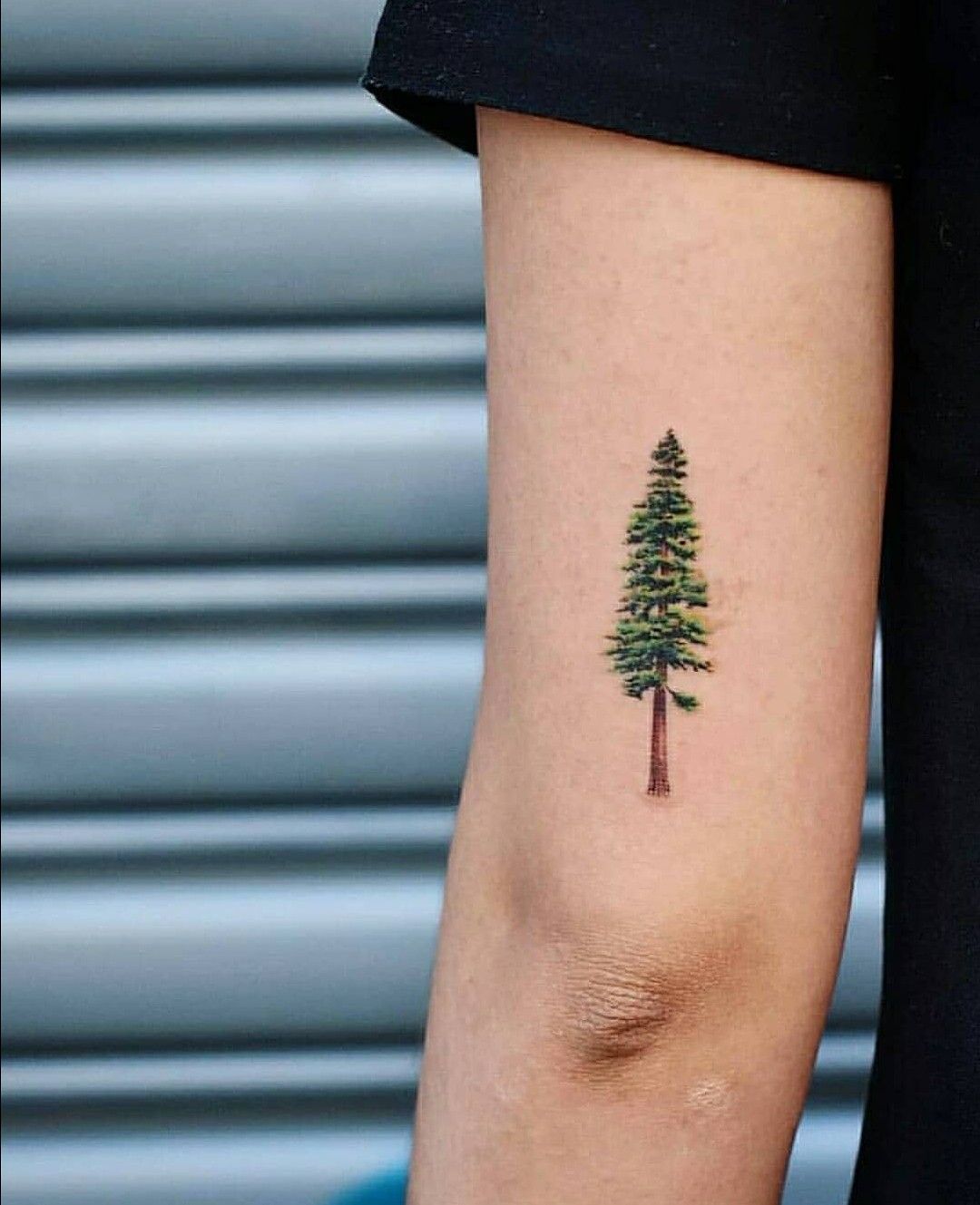 Tree Tattoo Minimalist Small Pine Tree Tattoo Tattooviral Com