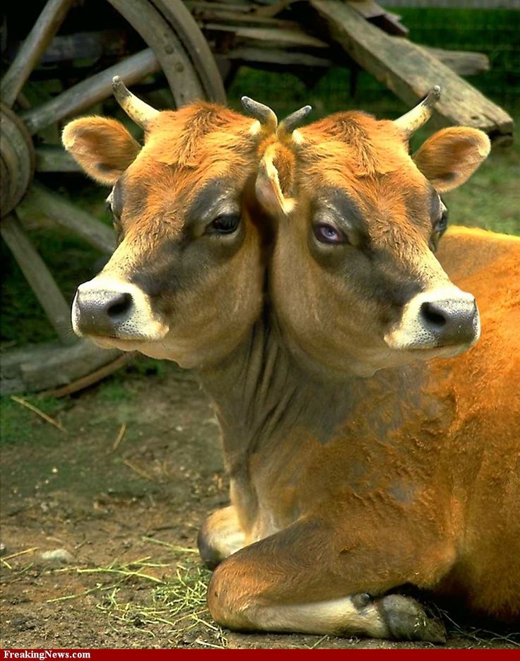 Two Headed Cow Moon Tattoo Cute Tattoos Weird Tattoos Cow Tattoo